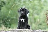 CANE CORSO 1129
